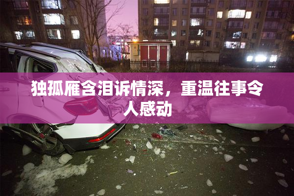 独孤雁含泪诉情深，重温往事令人感动