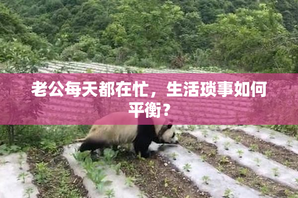 老公每天都在忙，生活琐事如何平衡？
