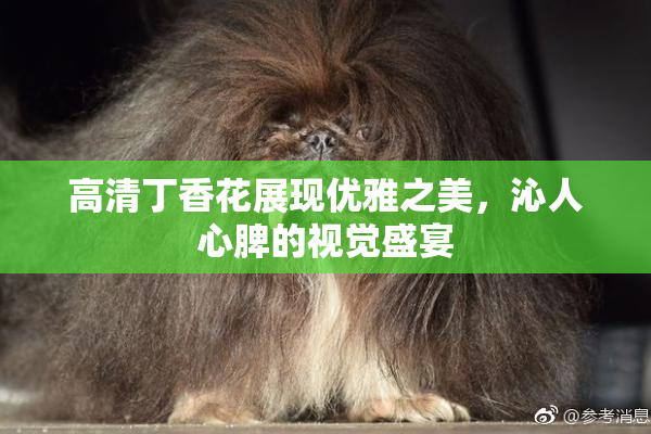 高清丁香花展现优雅之美，沁人心脾的视觉盛宴