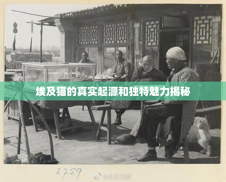 埃及猫的真实起源和独特魅力揭秘