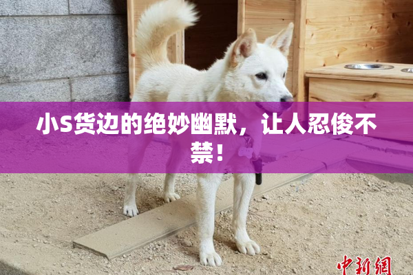 小S货边的绝妙幽默，让人忍俊不禁！