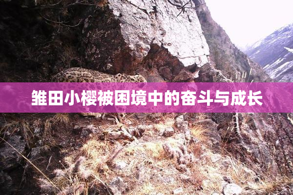 雏田小樱被困境中的奋斗与成长