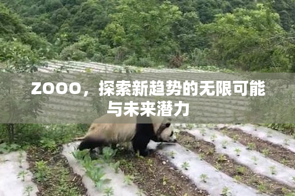 ZOOO，探索新趋势的无限可能与未来潜力