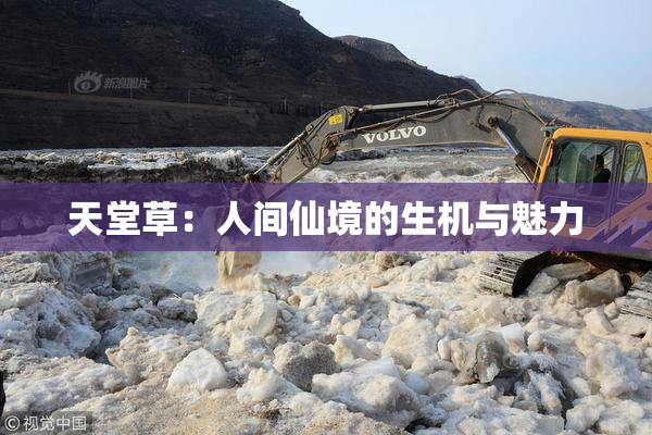 天堂草：人间仙境的生机与魅力