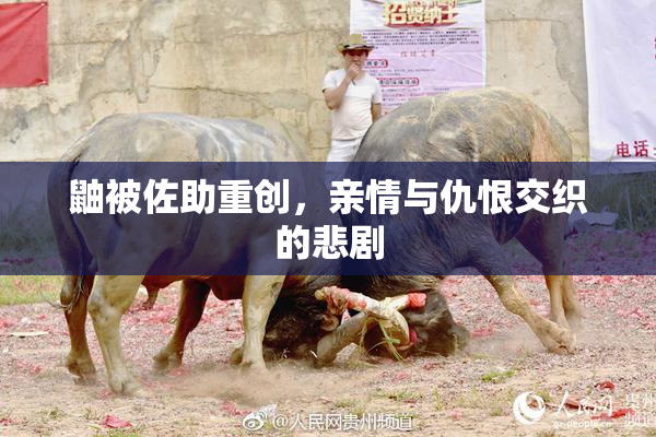 鼬被佐助重创，亲情与仇恨交织的悲剧