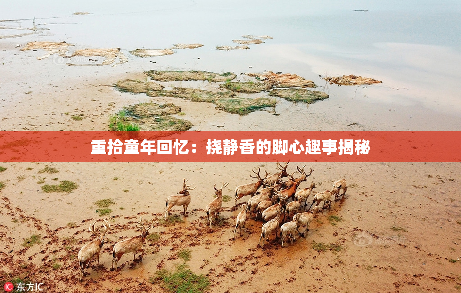 重拾童年回忆：挠静香的脚心趣事揭秘