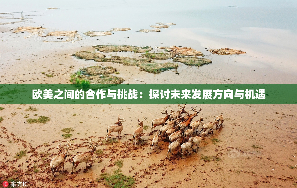 欧美之间的合作与挑战：探讨未来发展方向与机遇
