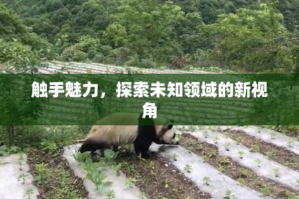 触手魅力，探索未知领域的新视角