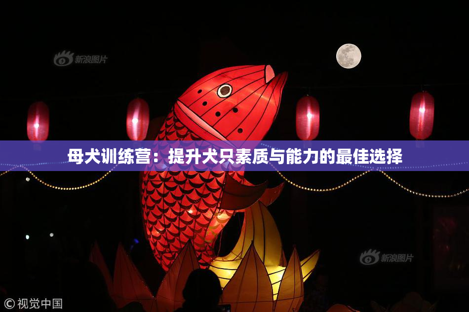 母犬训练营：提升犬只素质与能力的最佳选择