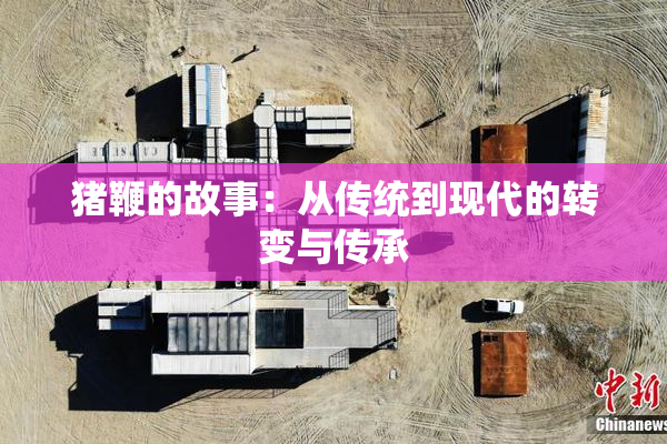 猪鞭的故事：从传统到现代的转变与传承