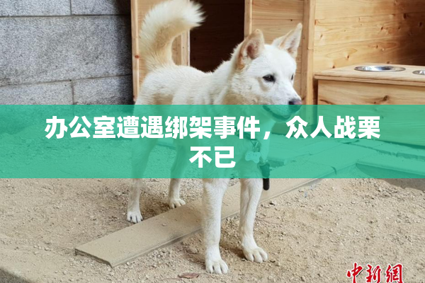 办公室遭遇绑架事件，众人战栗不已