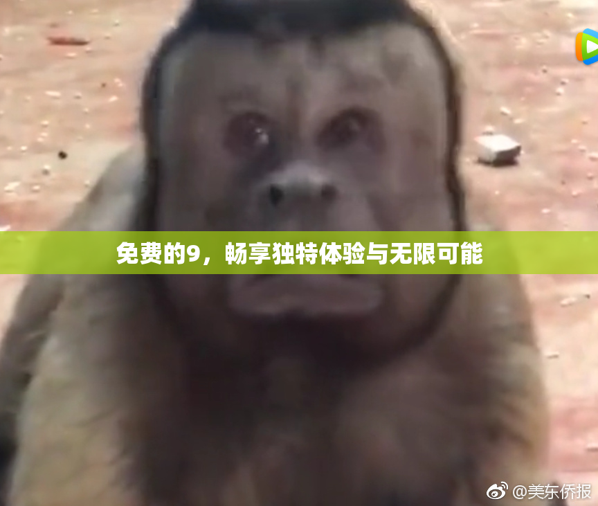 免费的9，畅享独特体验与无限可能