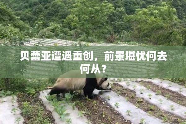 贝蕾亚遭遇重创，前景堪忧何去何从？