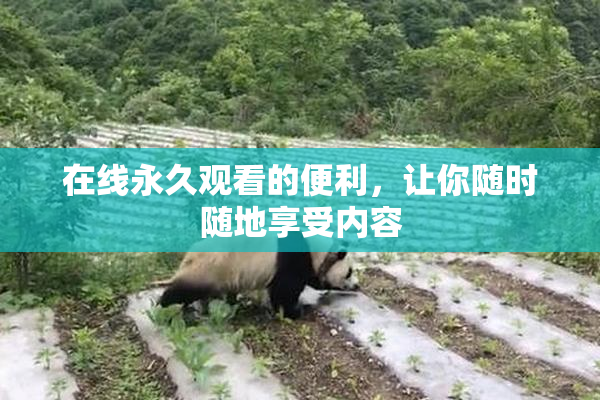 在线永久观看的便利，让你随时随地享受内容