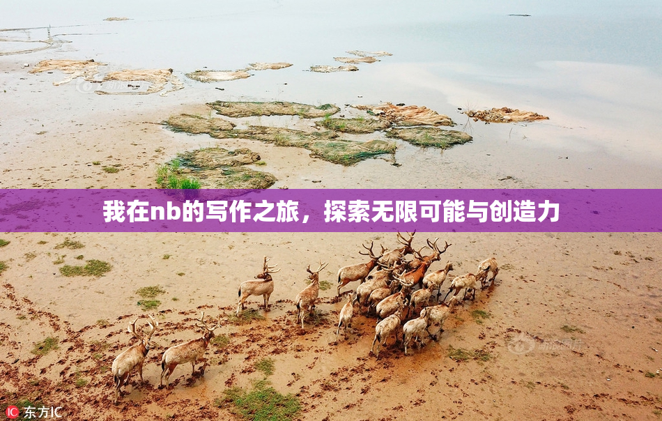 我在nb的写作之旅，探索无限可能与创造力