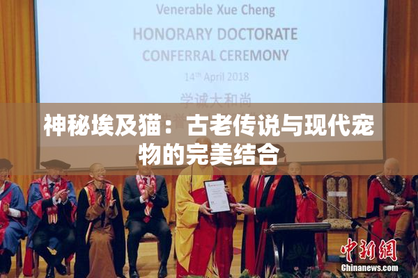 神秘埃及猫：古老传说与现代宠物的完美结合