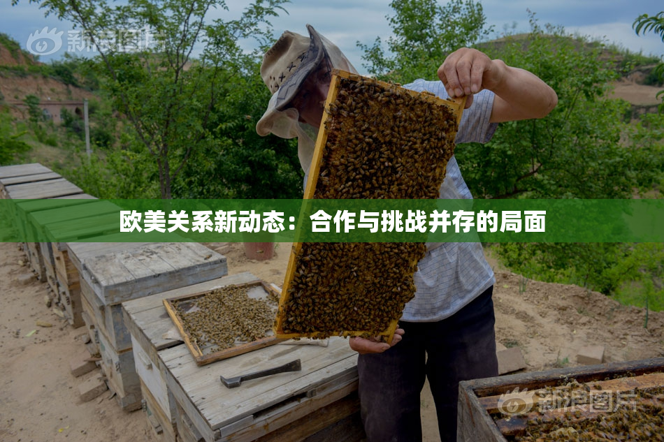欧美关系新动态：合作与挑战并存的局面