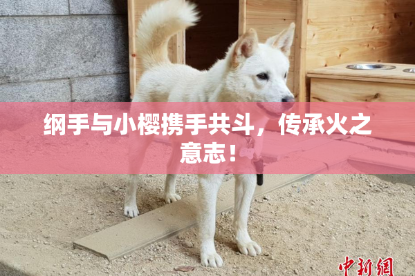 纲手与小樱携手共斗，传承火之意志！