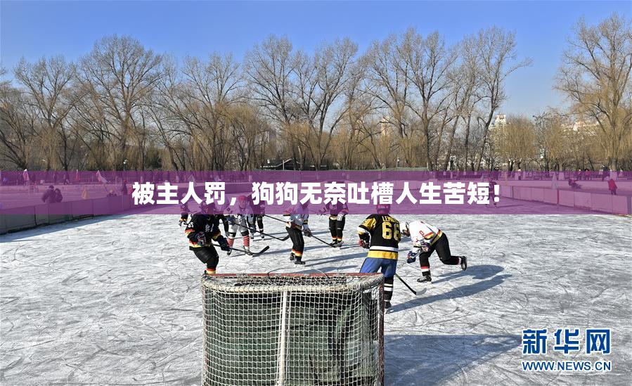 被主人罚，狗狗无奈吐槽人生苦短！