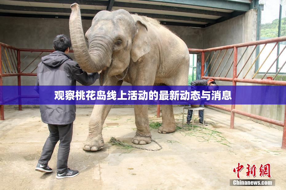 观察桃花岛线上活动的最新动态与消息