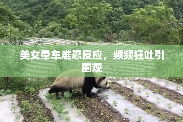 美女晕车难忍反应，频频狂吐引围观