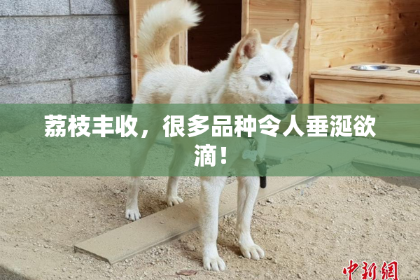 荔枝丰收，很多品种令人垂涎欲滴！