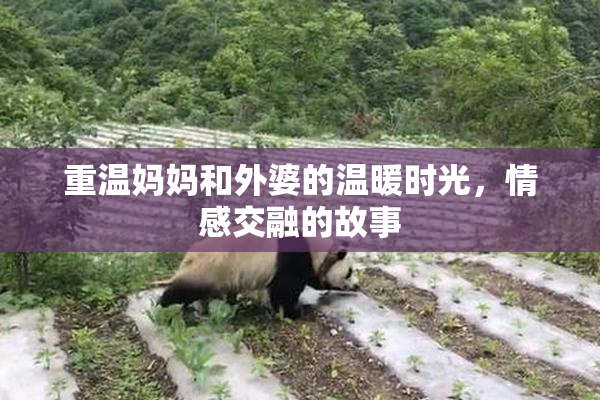 重温妈妈和外婆的温暖时光，情感交融的故事