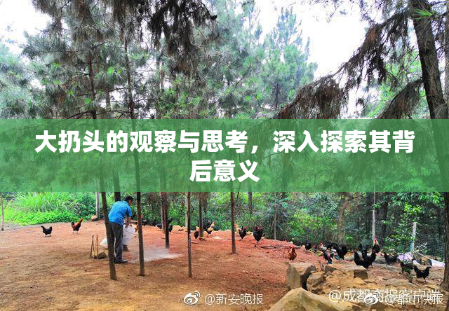 大扔头的观察与思考，深入探索其背后意义