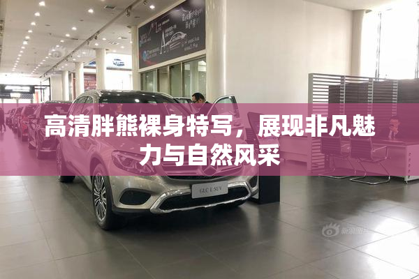 高清胖熊裸身特写，展现非凡魅力与自然风采