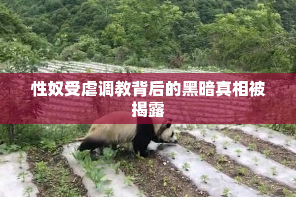 性奴受虐调教背后的黑暗真相被揭露