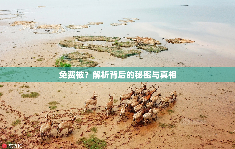 免费被？解析背后的秘密与真相