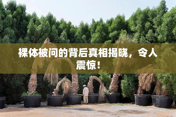 裸体被问的背后真相揭晓，令人震惊！