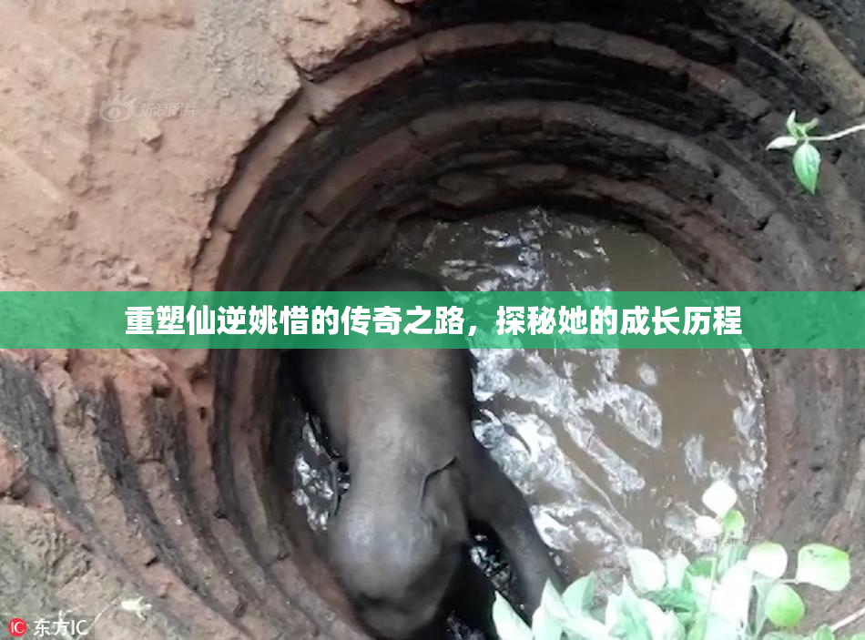 重塑仙逆姚惜的传奇之路，探秘她的成长历程