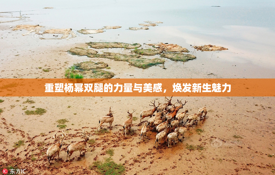 重塑杨幂双腿的力量与美感，焕发新生魅力