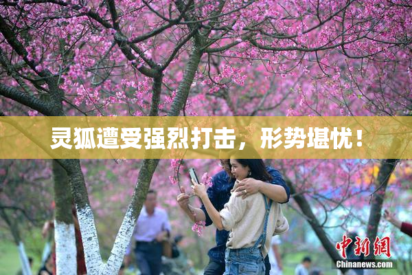 灵狐遭受强烈打击，形势堪忧！
