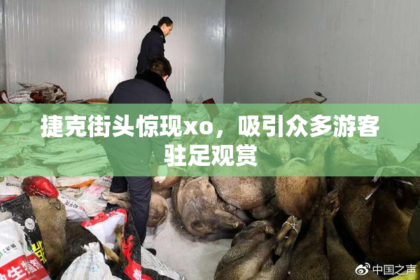 捷克街头惊现xo，吸引众多游客驻足观赏