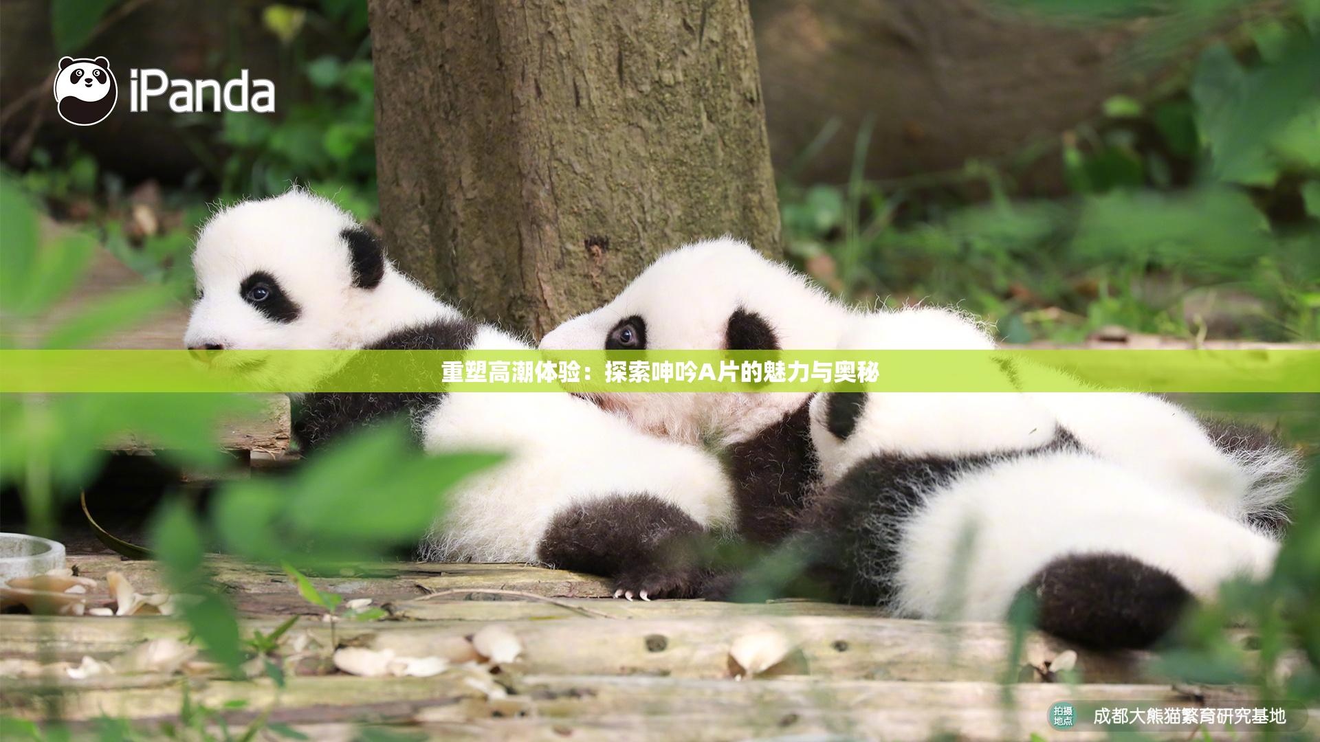 重塑高潮体验：探索呻吟A片的魅力与奥秘