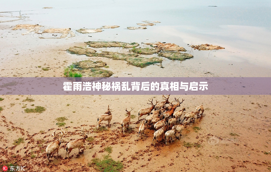 霍雨浩神秘祸乱背后的真相与启示