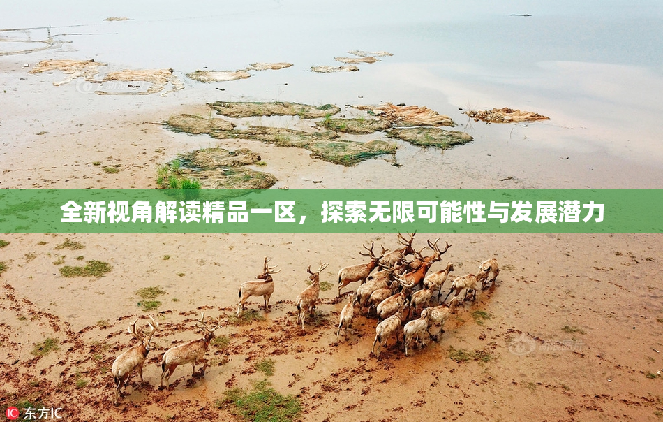 全新视角解读精品一区，探索无限可能性与发展潜力