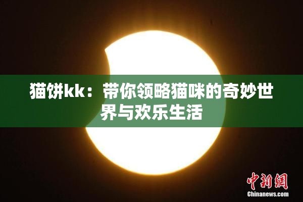猫饼kk：带你领略猫咪的奇妙世界与欢乐生活
