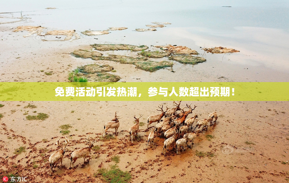 免费活动引发热潮，参与人数超出预期！