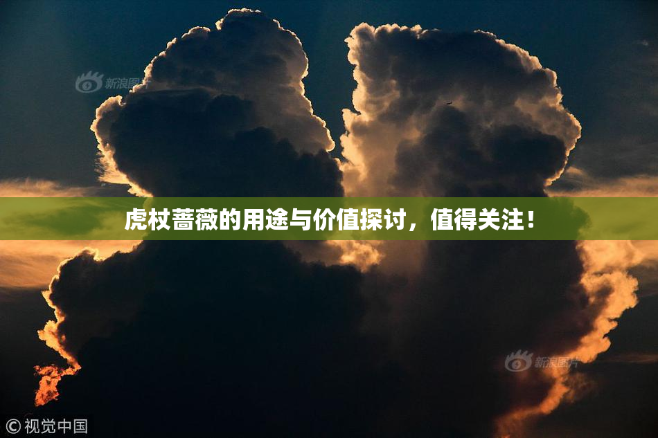 虎杖蔷薇的用途与价值探讨，值得关注！