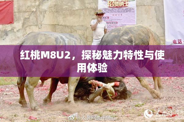 红桃M8U2，探秘魅力特性与使用体验