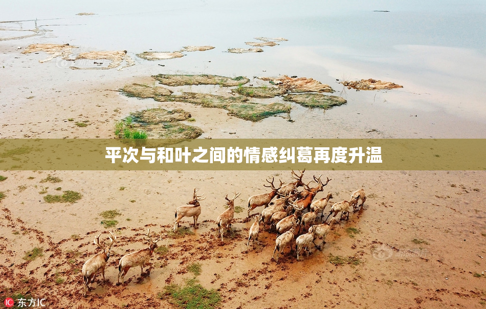 平次与和叶之间的情感纠葛再度升温