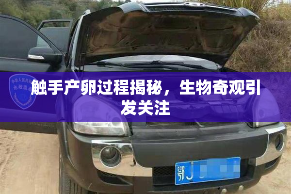 触手产卵过程揭秘，生物奇观引发关注