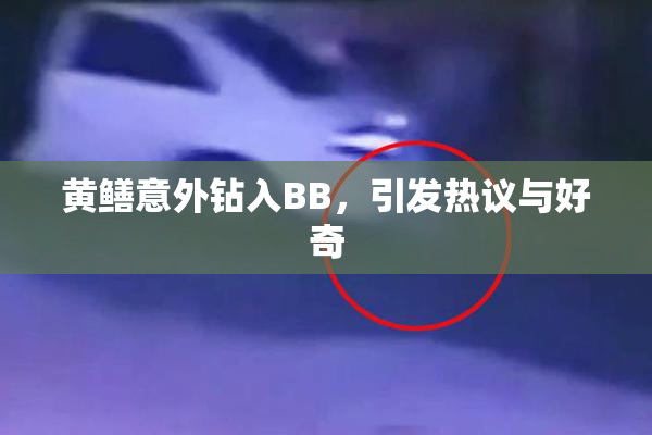黄鳝意外钻入BB，引发热议与好奇