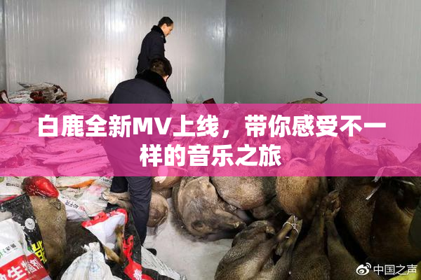 白鹿全新MV上线，带你感受不一样的音乐之旅