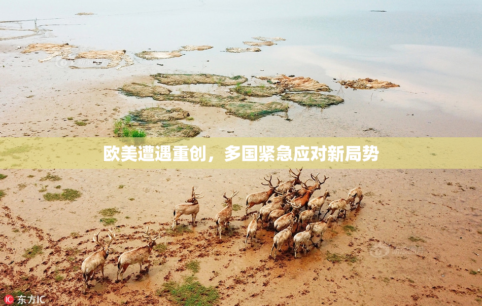 欧美遭遇重创，多国紧急应对新局势
