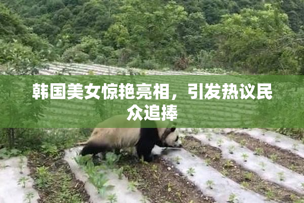 韩国美女惊艳亮相，引发热议民众追捧