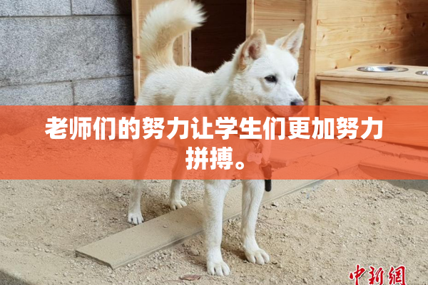 老师们的努力让学生们更加努力拼搏。